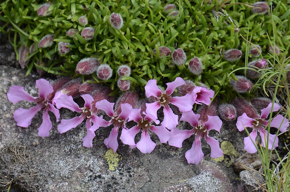 Saponaria pumila / Saponaria minore